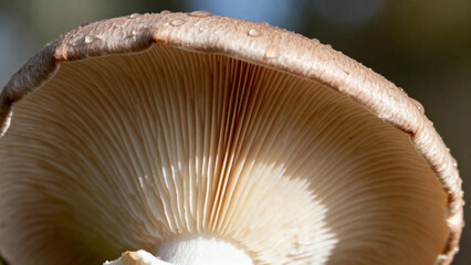 Fototapeta premium Close-up view of a mushroom cap showing gills and texture