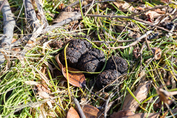 ツキノワグマの糞　‐Asiatic black bear‐