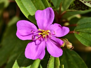 melastoma malabathricum flower in the morning
