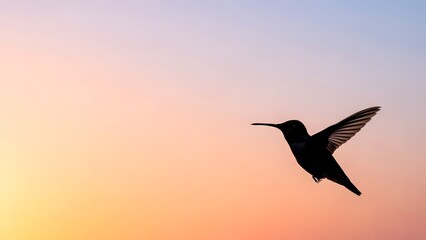 Naklejka premium Silhouette of a hummingbird in flight against a colorful sunset sky