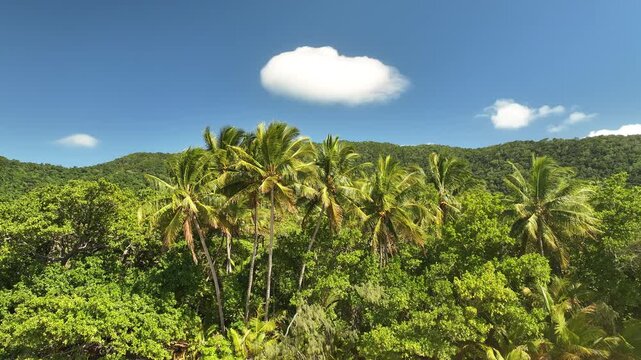 Tropical Rainforest Cape Tribulation Daintree Australia nature green