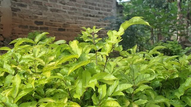 Time-lapse or video of bright green Polyscias filicifolia leaves gently swaying in the wind, with a blurred red brick wall in the background. Natural movement.
