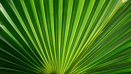Obraz premium Close Up Detail Of Large Bright Green Palm Leaf