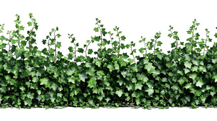 Groundcover Plant Strip Side View on White Background