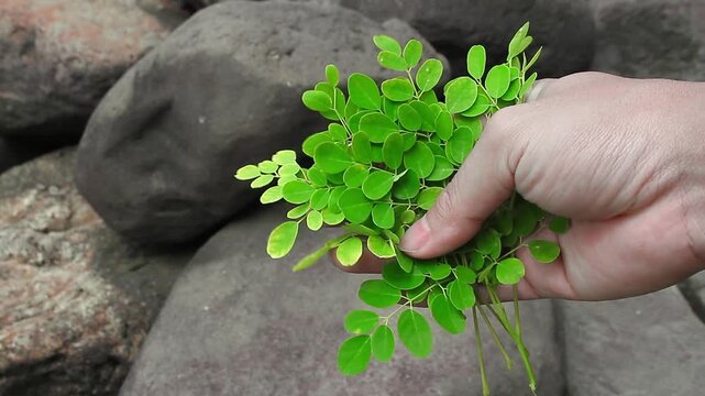 Close-up of a handful of freshly picked, small green Moringa (Kelor) leaves held in the hand against a backdrop of natural gray stones. Superfood and healthy eating concept.