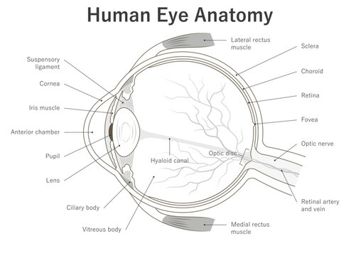 Inner structure of the human eye. Cross section. Anatomical diagram, medical illustration.