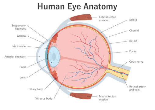 Structure of the human eye. Cross section. Anatomical diagram, medical illustration.