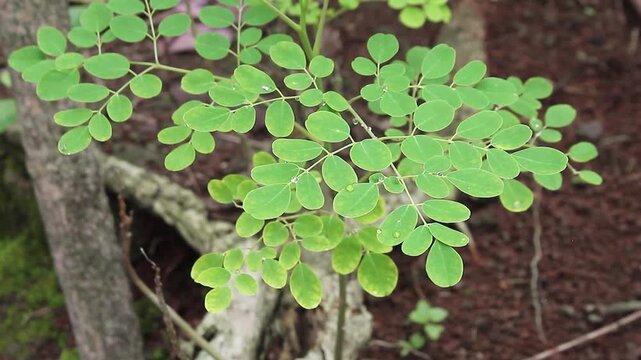 Close-up of vibrant green Moringa (Kelor) leaves on a branch, featuring dewdrops or water droplets. Symbol of natural superfood, tropical health, and organic wellness.