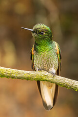Colibri Colihabano (Boissonneaua flavescens) © HelvyGiovanny