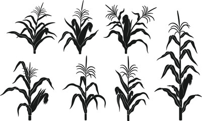 Stylized black corn plant silhouettes set maize stalk illustrations isolated white background agricultural crop botanical vector collection farm nature design © ROJUFA