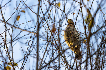 Canada, Quebec, 14 October 2025 : Solitary striped bird perches quietly among bare autumn tree branches