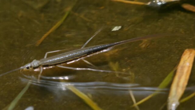 A close-up view of a slender water strider insect gliding effortlessly across the calm surface of a pond, surrounded by submerged aquatic vegetation.