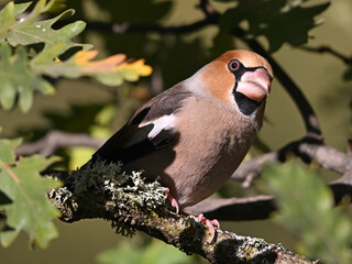 A hawfinch with a very large beak in the field