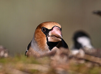 A hawfinch with a very large beak in the field
