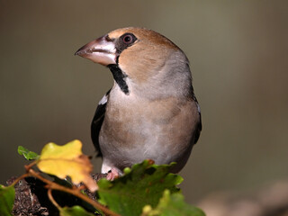 A hawfinch with a very large beak in the field