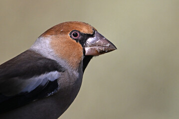 A hawfinch with a very large beak in the field