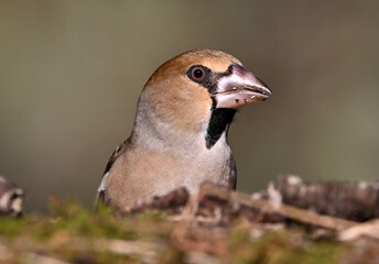 A hawfinch with a very large beak in the field