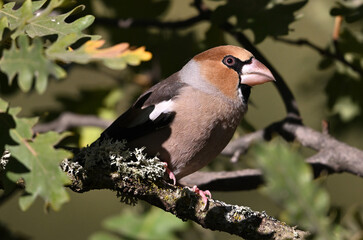 A hawfinch with a very large beak in the field