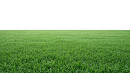 Vast green grass field horizon line isolated on transparent background