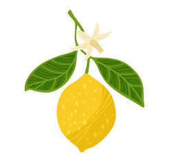 Lemon tree branch textured vector illustration. Citrus twig leafage lemon with leaves and flowers. Fresh juicy citrus abstract whole lemon art. Decorative fruits painting hand drawn design elements