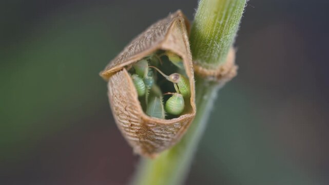 Close-up of a plant seed pod opening to release seeds.