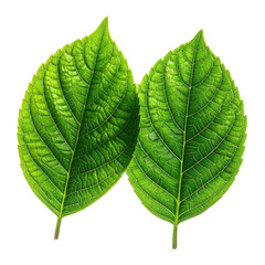 Obraz premium Two vibrant green leaves with textured surfaces and prominent veins