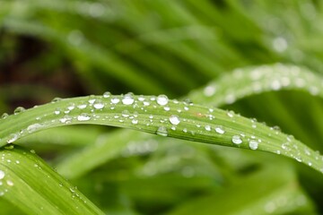 Naklejka premium Macro close-up view of a green plant leaf with water droplets after fresh rain.