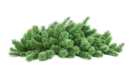 A pile of green pine branches on a white background.