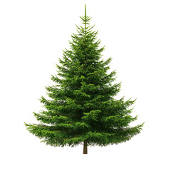 Obraz premium A single tall evergreen tree with dense green needles against a white background.