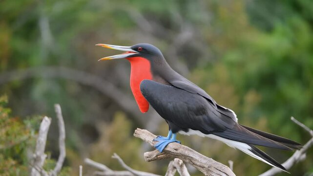 Male magnificent frigatebird with inflated red gular pouch perched on a branch in a natural habitat.