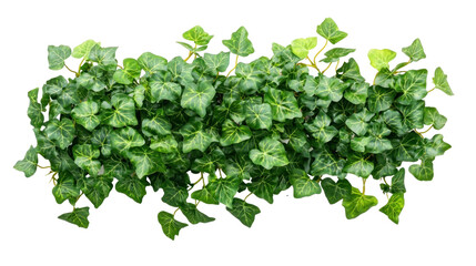 Obraz premium A lush green ivy plant with heart-shaped leaves, growing on a white background.