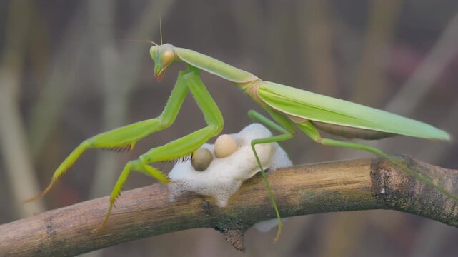 Close-up view of a vibrant green praying mantis guarding its freshly laid ootheca on a tree branch in nature.