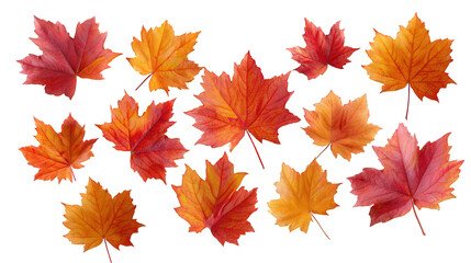 Fototapeta premium Autumn Maple Leaves Scattered on White Background