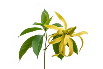Yellow flower with green leaves isolated on a transparent background plant