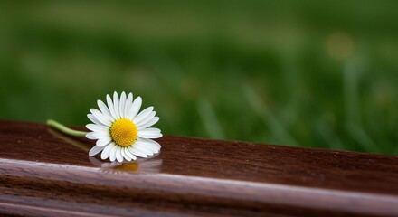 Daisy lying on dark wooden surface, green blurred background, representing beauty of nature and simple joys of life.