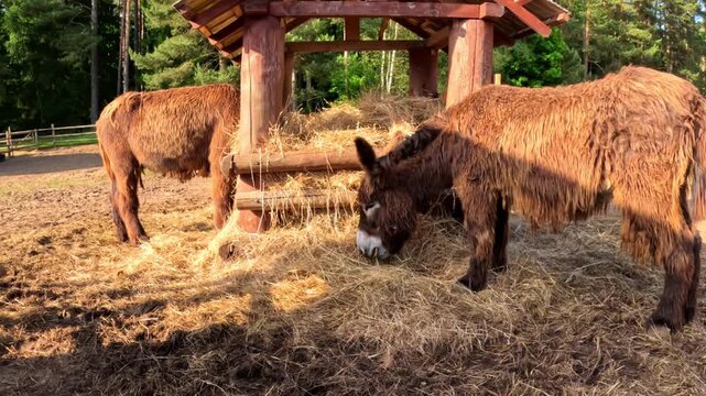 Shaggy Poitou donkeys feeding on a hay pile under a rustic wooden shelter on a sunny farm, highlighting rare livestock, countryside agriculture, and rural animal care.