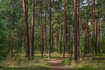 Fototapeta premium Pine forest in the forest park zone (Upper Park) on the Baltic Sea coast on a sunny summer day, Sestroretsk, Kurortny District, Saint Petersburg, Russia