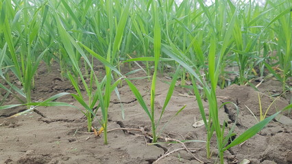 Young Seedlings Emerging in Dry Cracked Soil During Drought