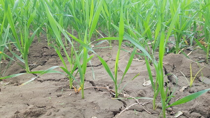 Young Seedlings Emerging in Dry Cracked Soil During Drought