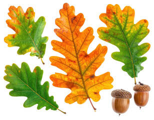 Five colorful oak leaves and two acorns on black background