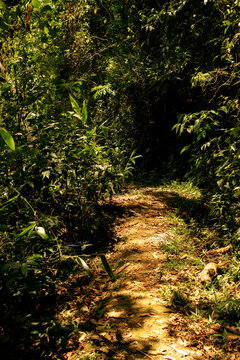 Caminho na mata