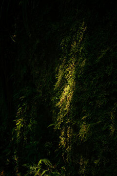 Musgo com luz solar 