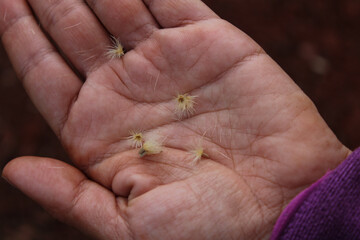 mão com sementes