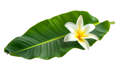 A single white and yellow flower rests on a large, green leaf against a black backdrop