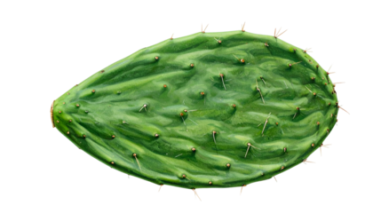 Isolated, textured close-up of a vibrant green cactus pad with thorns and areoles
