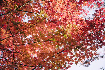 秋・冬の日本の季節の風景　紅葉した森の木々　川・湖の水面の太陽の光の反射でキラキラ美しい輝くカエデの木の葉　観光・旅行・自然・アウトドアの背景