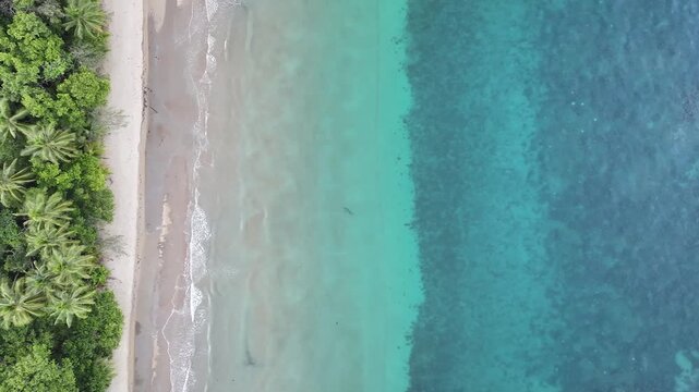 Guitarfish shark ray swimming along Australian coastline