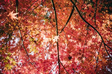 秋・冬の日本の季節の風景　紅葉した森の木々　川・湖の水面の太陽の光の反射でキラキラ美しい輝くカエデの木の葉　観光・旅行・自然・アウトドアの背景