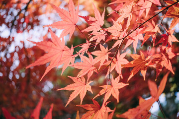 秋・冬の日本の季節の風景　紅葉した森の木々　川・湖の水面の太陽の光の反射でキラキラ美しい輝くカエデの木の葉　観光・旅行・自然・アウトドアの背景