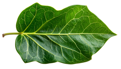 Close-up of a vibrant green leaf with prominent veins and a smooth, waxy surface